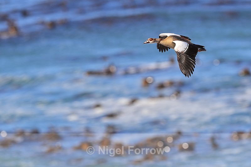 Egyptian Goose flying, Betty's Bay, South Africa - Egyptian Goose