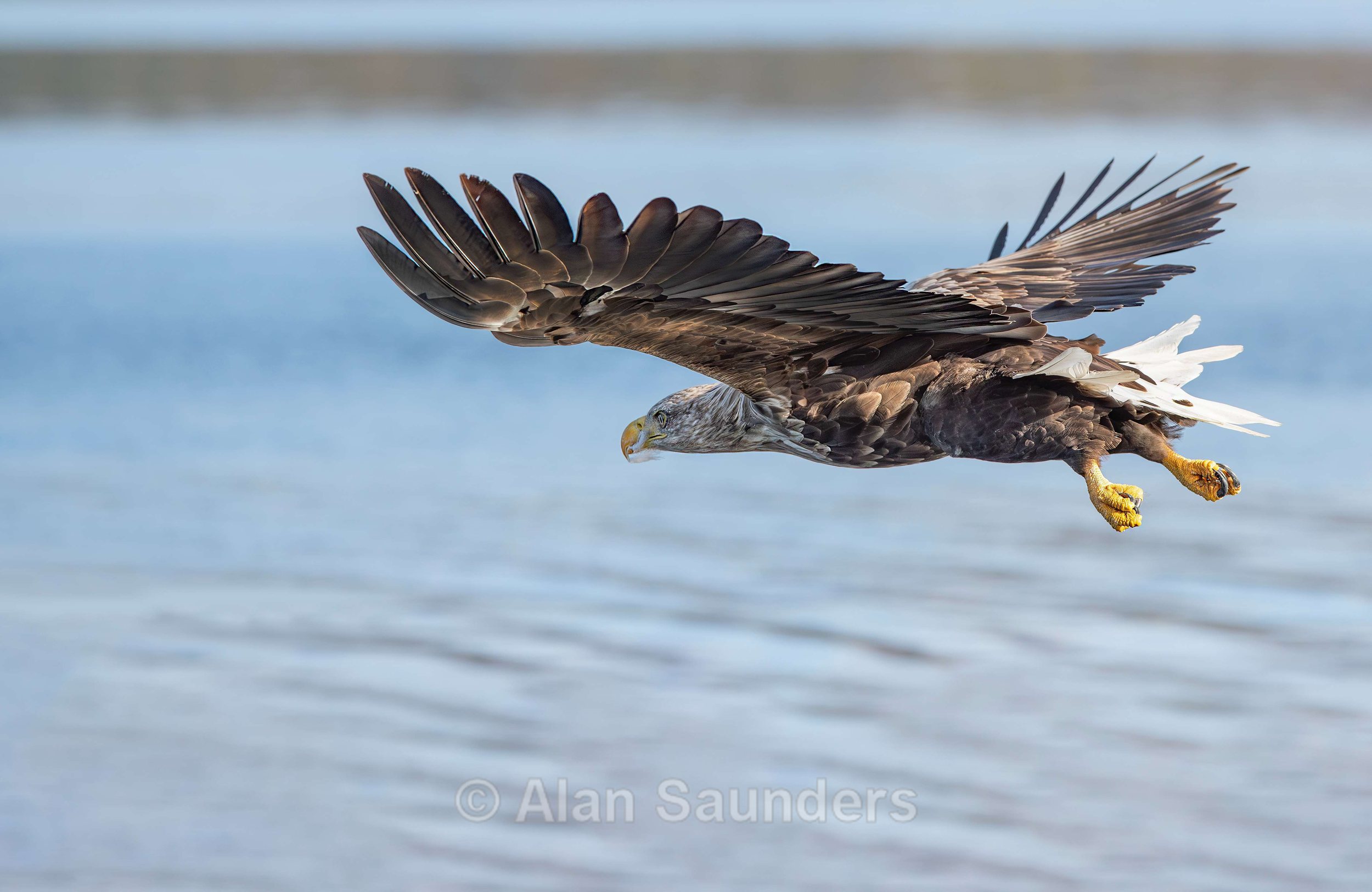 White Tailed Eagle 94