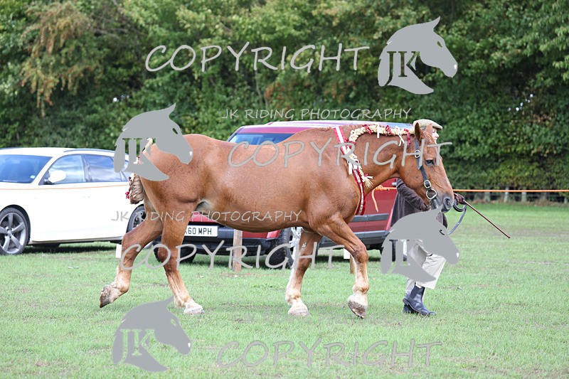 APP_3360 - Class 5 In Hand Championship