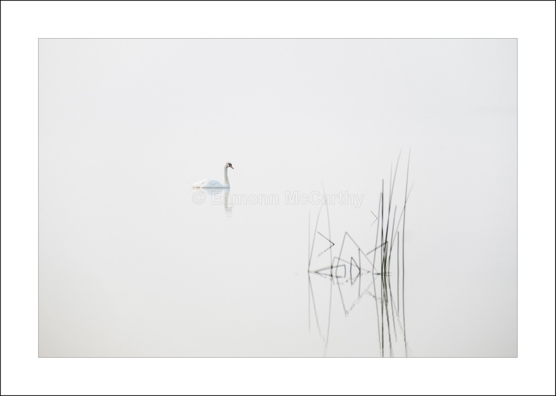  Lough Carra Swan-9154 - Lakes and Rivers