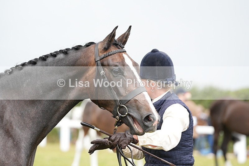 DSC06171 - Class 54: Hunter/Riding Horse/Hack 1 & 2 yr olds
