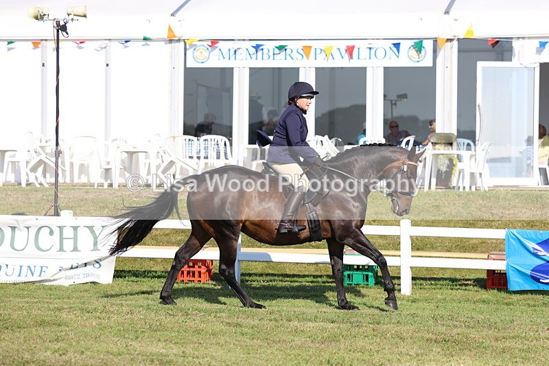 3E7A5306 - Class 2: Rising Star Large Hack/Riding Horse