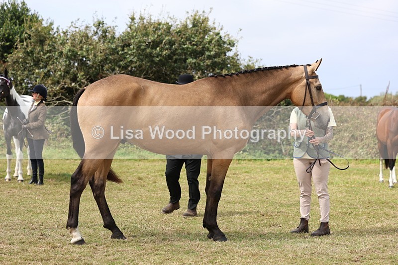 3E7A5548 - Class 20: Sports Horse In Hand