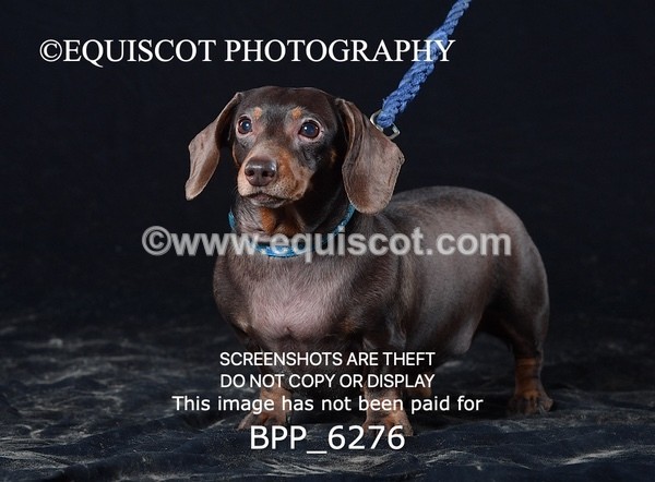 BPP_6276 - LESLEY GRANGER DOGS