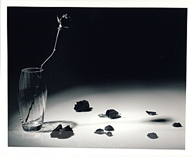 Black & white rose in glass vase - Flowers