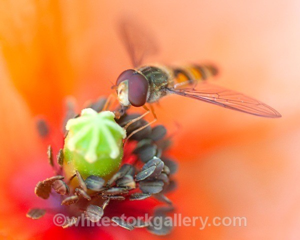 Poppy Visitor - Up Close !