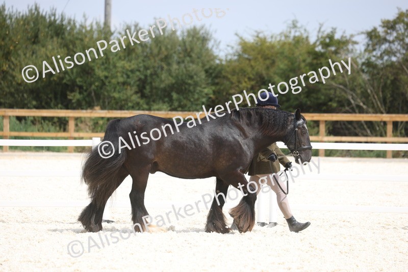 20260802-1488 - Class 16 - Best Horse or Pony