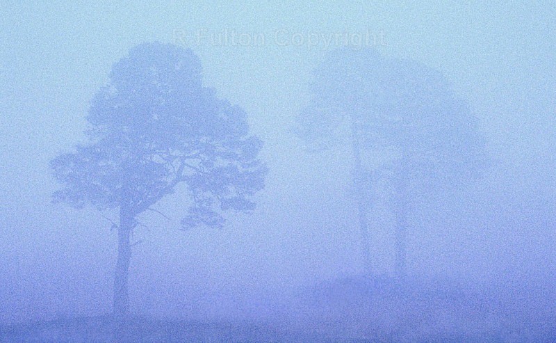 Trees in the Mist - Creative