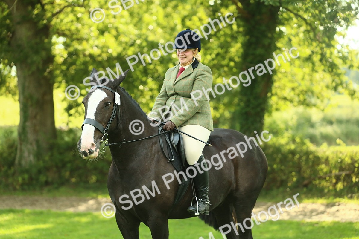 SBM_52173 - S33 - Working Hunter & Working Show Horse
