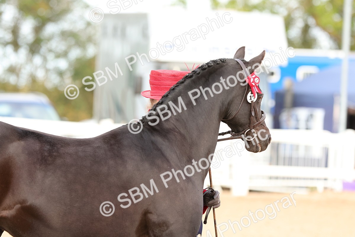 SBM_10169 - Class 205 - IH Show Pony - Show Hunter Pony