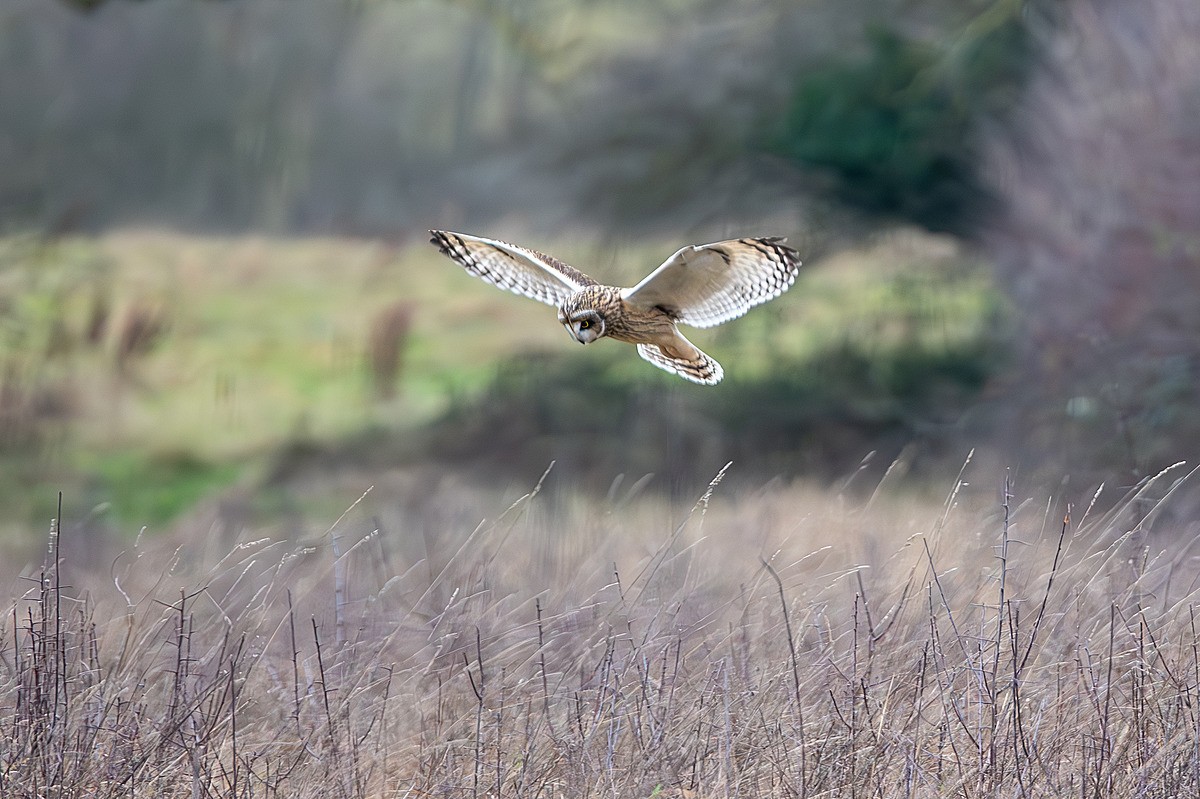  - Short Eared Owls