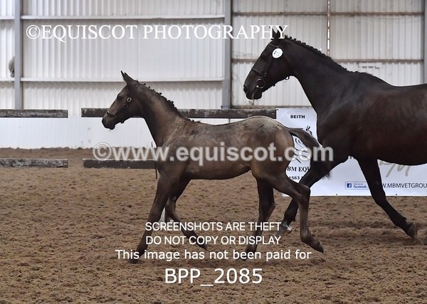 BPP_2085 - AFTERNOON 12.30 - 3.30PM