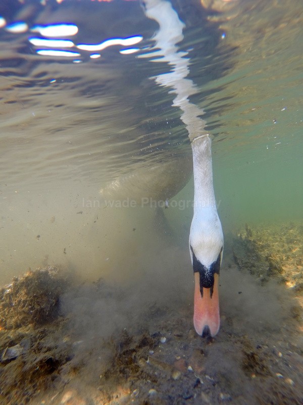 Mute Swan underwater - Birds, swans and gulls