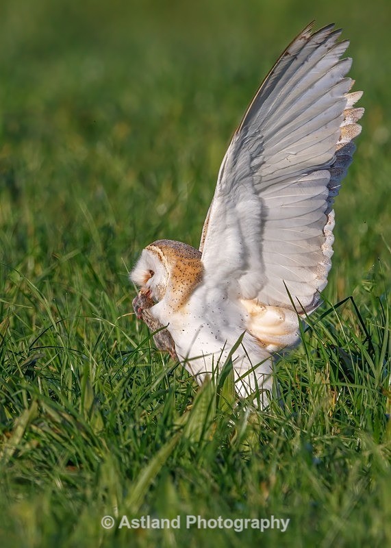 Astland Photography, Bird and Wildlife Images, Susan and Peter Wilson, U.K.