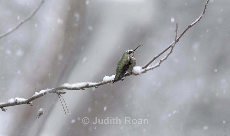 Anna's Hummingbird female on a snowy day - Backyard Birds of Mercer Island