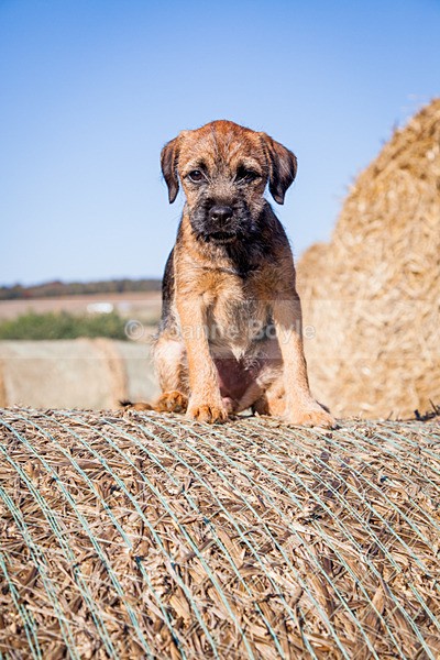 IMG_9475 - Dog Portrait Photography