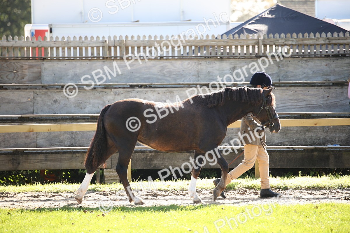 SBM_36538 - S10 - Best In Hand Horse & Pony