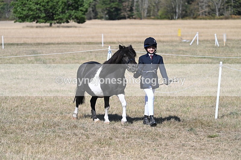 WJ7_1471 - Class 42 Most Handsome Gelding