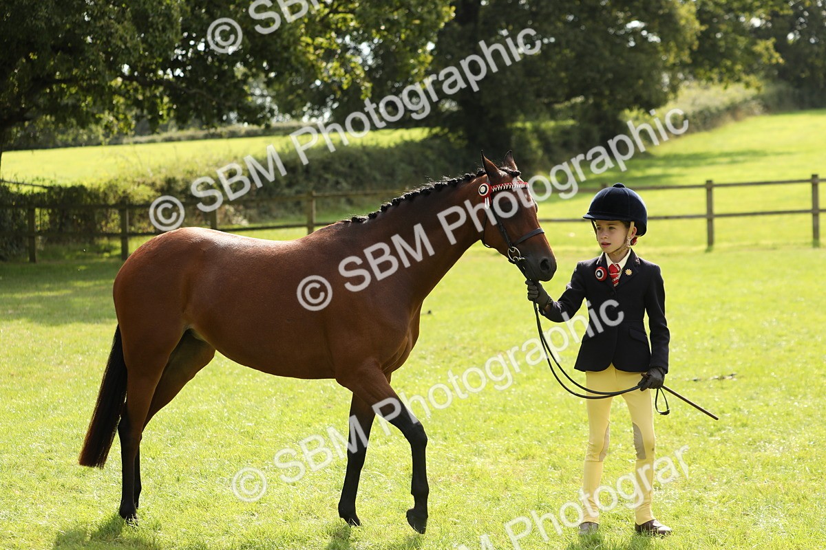 SBM_65586 - S48 - Show Pony & Show Hunter Pony In Hand