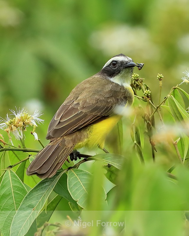Social Flycatcher feeding, Gamboa, Panama - Social Flycatcher