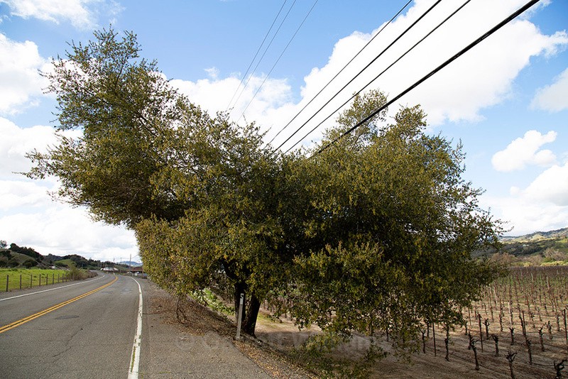 Asti Road, Cloverdale, California - Roadside