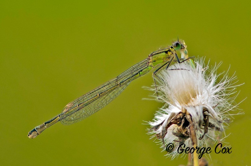 Female Azure Damselfly - Dragonflies