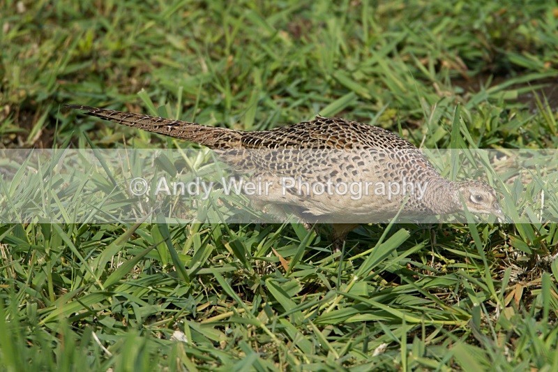 20110425-IMG_5039 - Pheasants