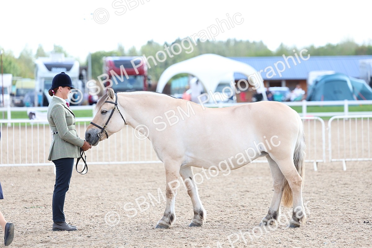 SBM_18757 - Class 317 - IH Pure Bred Horse-Pony