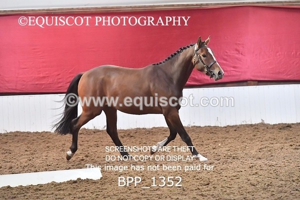 BPP_1352 - MORNING 9AM - 12PM