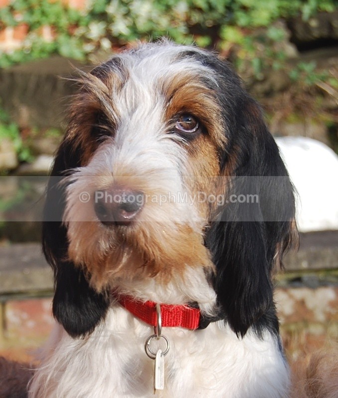  - Grand Basset Griffon Vendeen