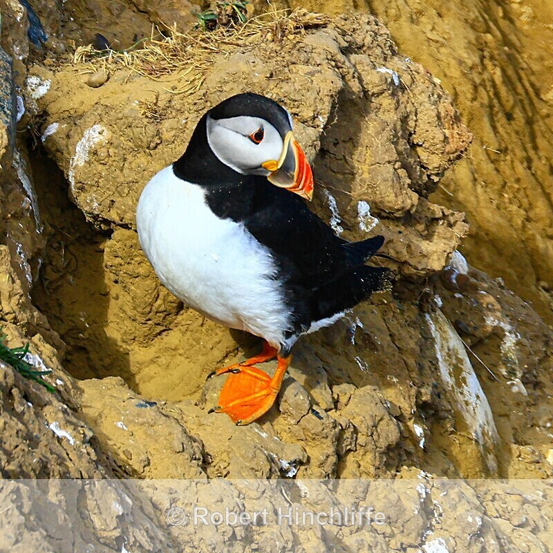 Puffin - Cards 2