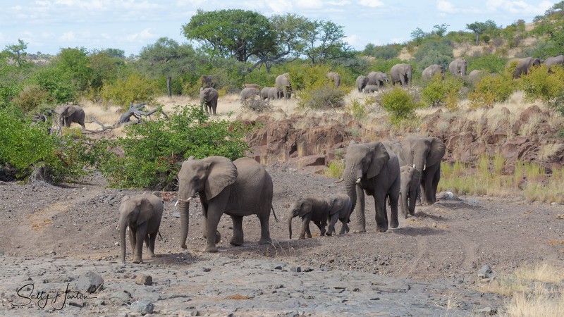 Elephants Indian File 2