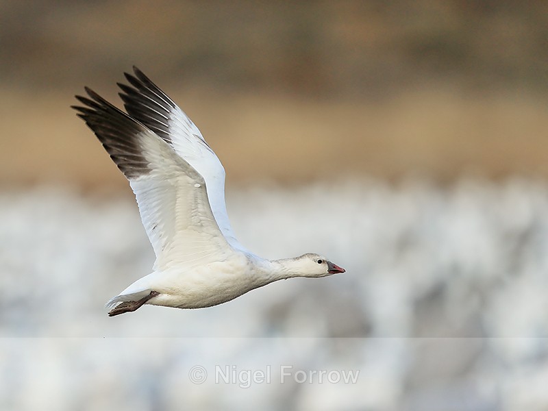 Juvenile Snow Goose flying, wings up, Bosque del Apache, New Mexico - Snow Goose