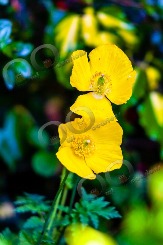California poppy-231 - Plants and trees