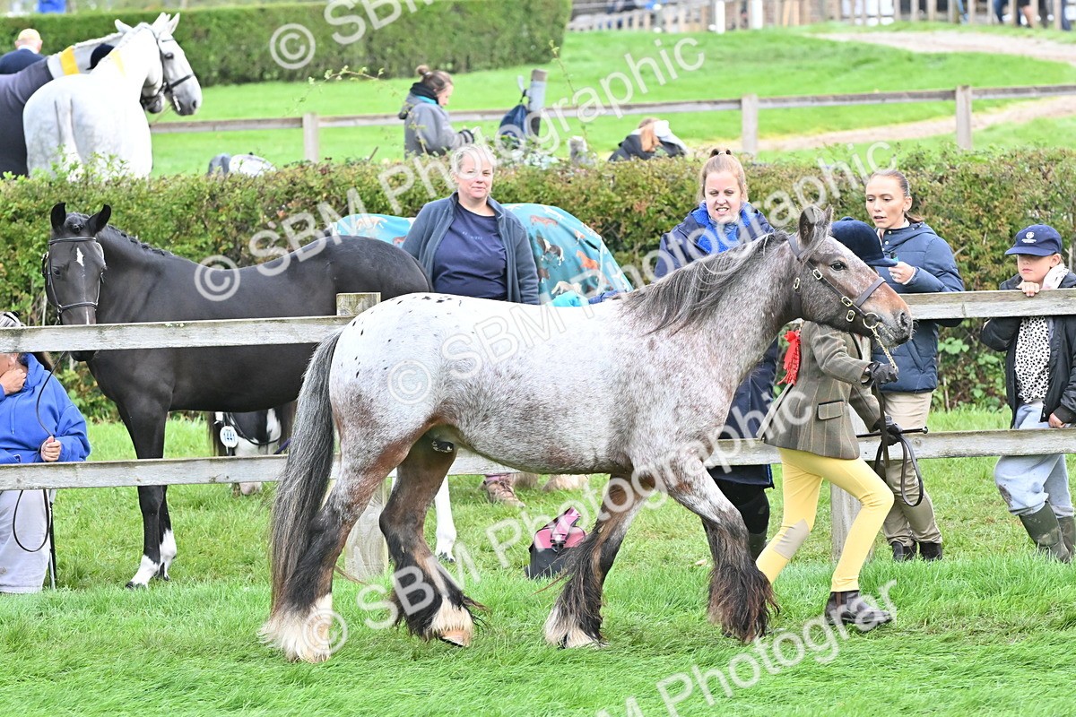 SBM_56903 - S45 - Coloured Pony In Hand