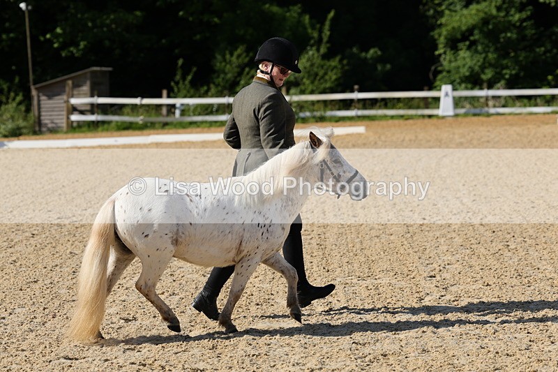 1X9A0604 - Class 3: Youngstock 1, 2, 3 year old not to exceed 153cm