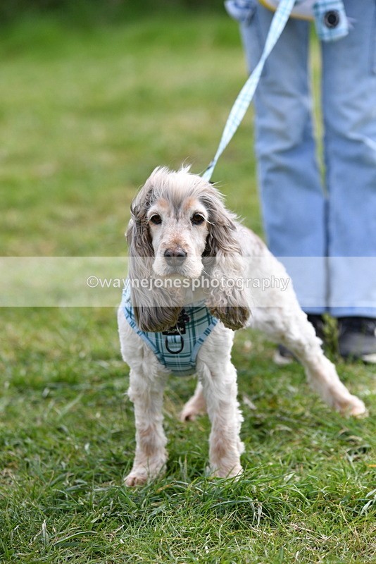 WJ5_0216 - Class 5 Best Veteran / 7 years & over