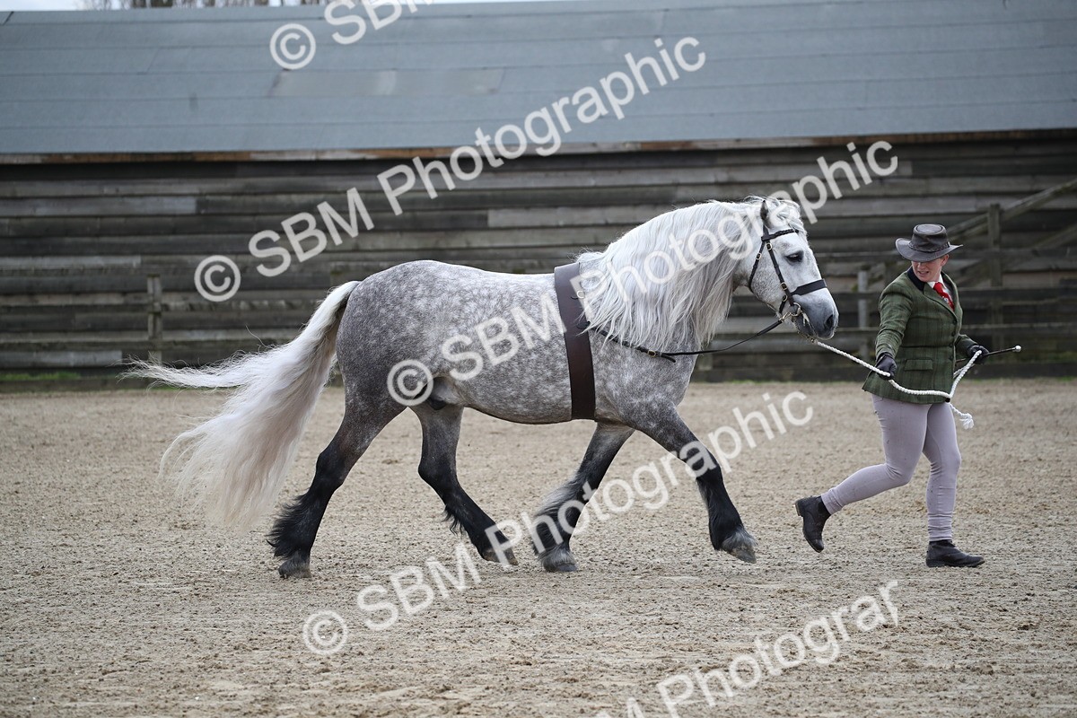 SBM_004038 - Class 1-4 - Young Stock classes Inc. In Hand Championship