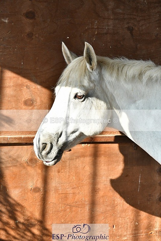 230817-082514-02384 - Stable Shots