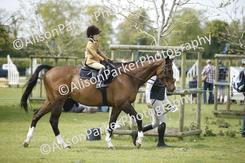 20260426-2132 - Class 9 - Handsomest Gelding