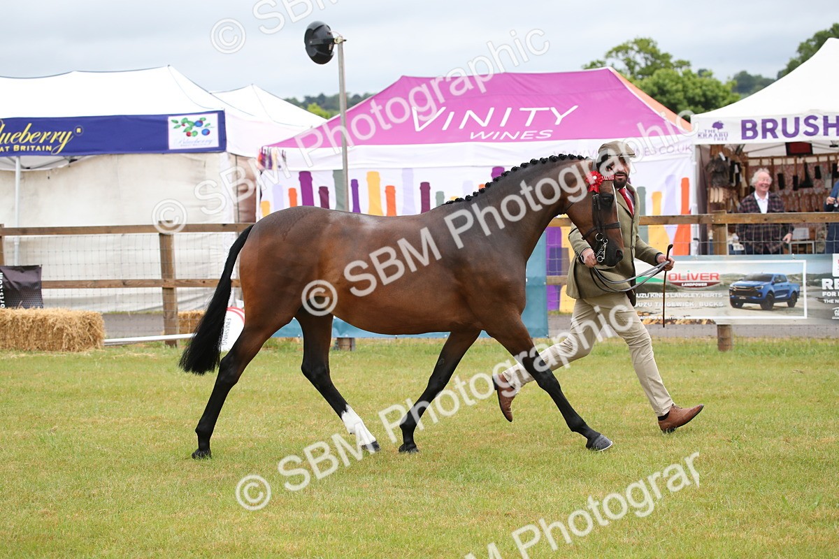 SBM_00165 - Class 17-20 - Arab & Part Bred - Anglo Arab In Hand