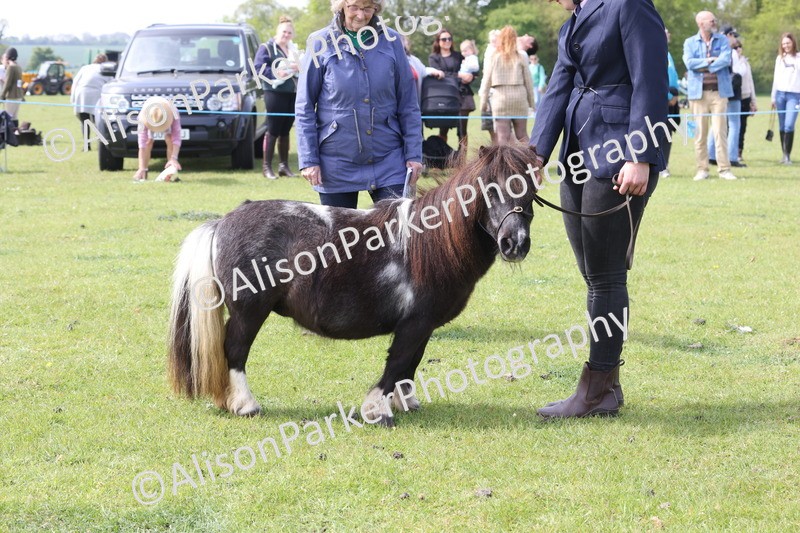 20260426-3195 - Class 26 - Shetland Ponies and Minitures