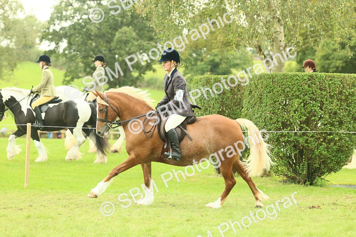 SBM_72085 - S60 - Mountain & Moorland Ridden Large Breeds