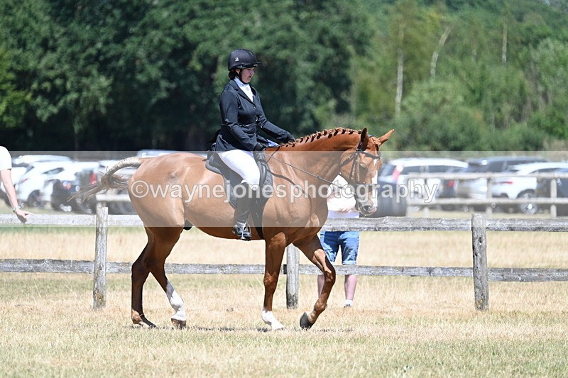 WJ7_2897 - Class 7 Riding Club Show Horse