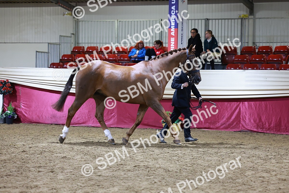 SBM_21498 - Class V - Champion of Champions