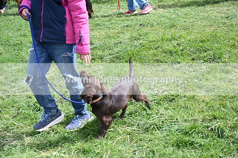 WJ6_8928 - Class 8 Best Working / Gun Dog or Bitch