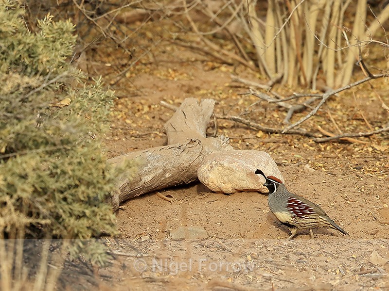 Gambel's Quail (male), Bosque del Apache, New Mexico - Gambel's Quail