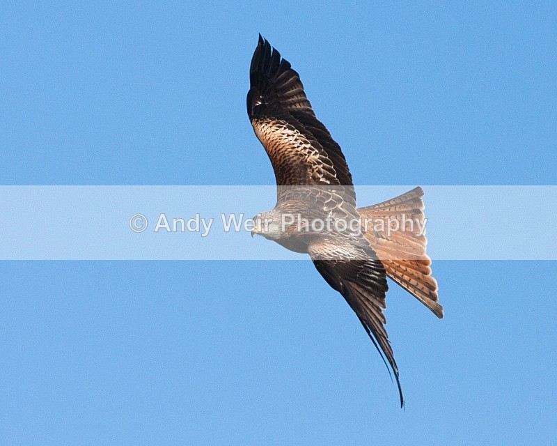 20100130-IMG_2663 199 - Red Kite