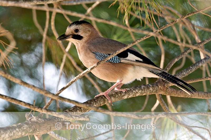 Black-capped Jay - Lesvos ~ Other Birds