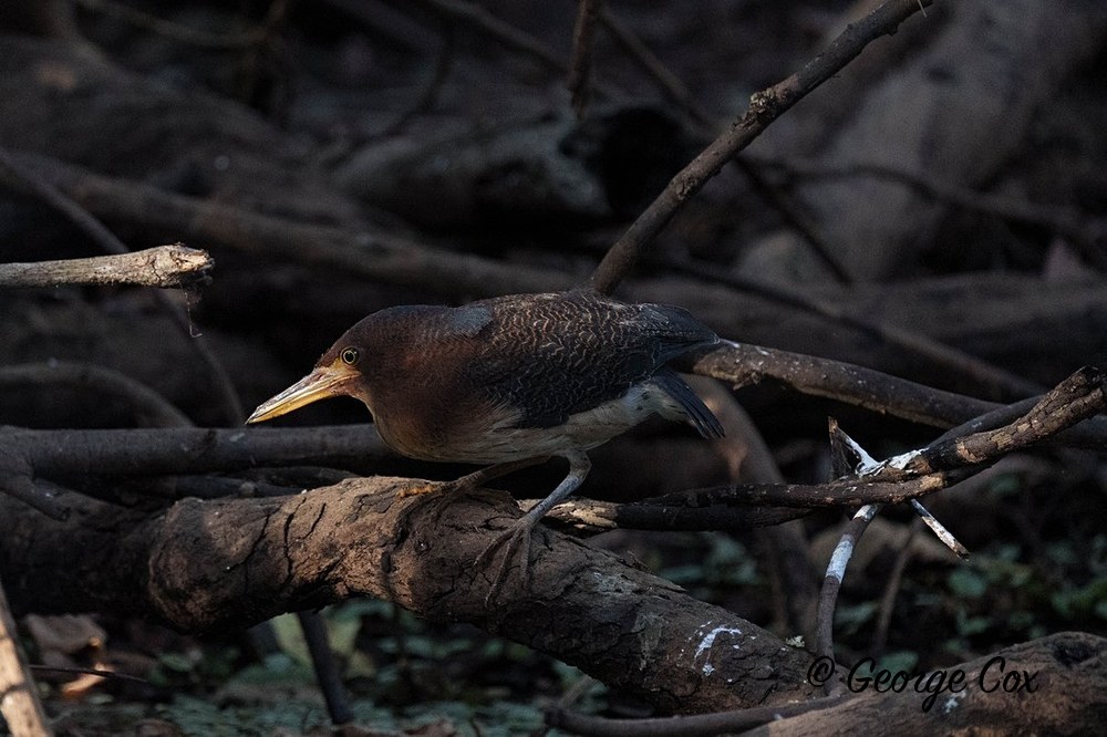 zigzag heron 1